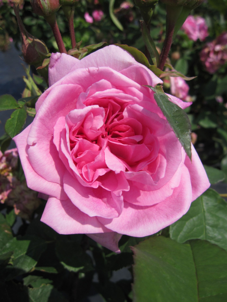 Englische Rose Gertrude Jekyll